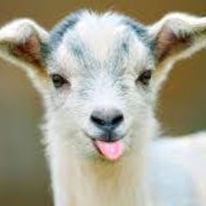 Meet your Posher, Chocolateflames1